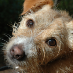Restart Pet CBD for Anxiety
