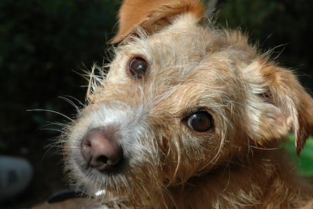 Restart Pet CBD for Anxiety