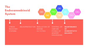 The Endocannabinoid System-RESTART CBD